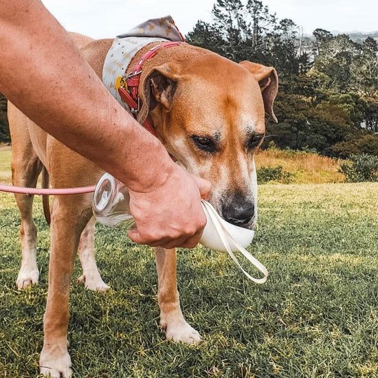 🐶Portable Pet Water Bottle | Leakproof Dog Travel Water Dispenser for Outdoor Walking & Travel💧